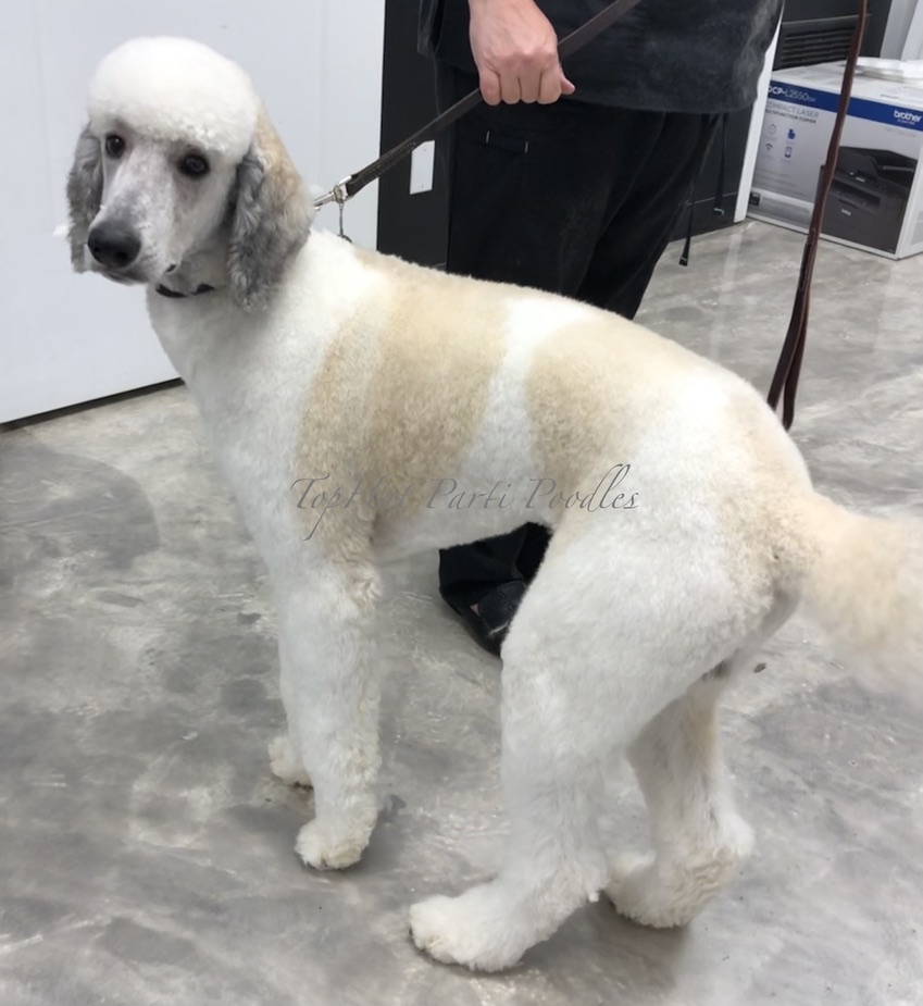 Miniature and Small Standard Poodle Stud services in Edmonton and Area frozen shipped semen Proven Stud CKC and AKC registered